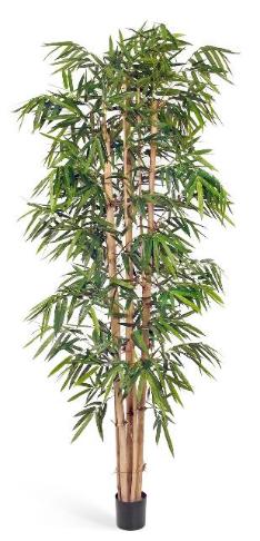 Бамбук Новый Гигантский Биг Лиф 