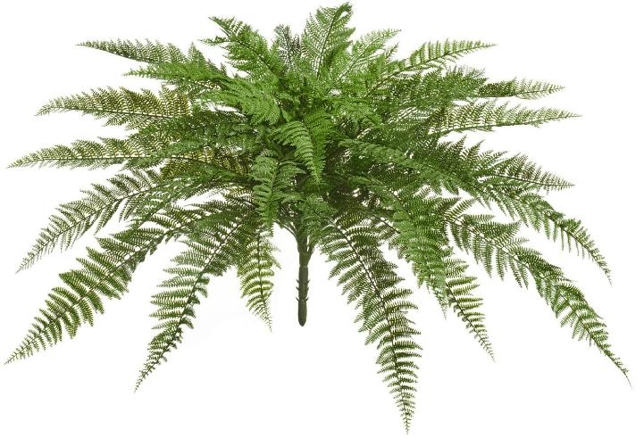 Папоротник Вудвардия большой