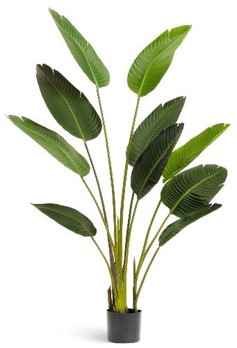 Стрелиция Style зеленая