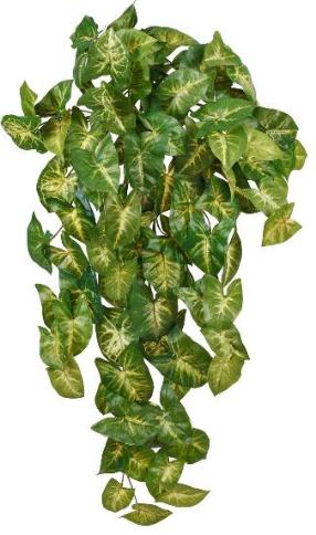 Сингониум ампельный куст