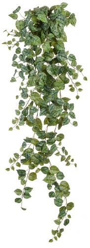 Сциндапсус Пиктус серебристо-зелёный Гигант