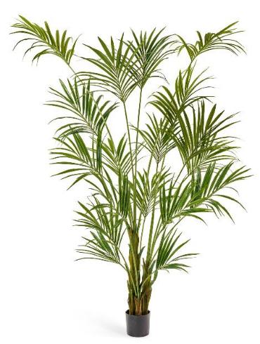 Пальма Кентия (Ховея)