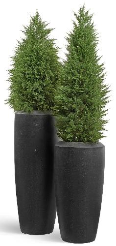 Сет № 12 - Кипарисы в кашпо Treez Effectory Quartz Высокий конус Design