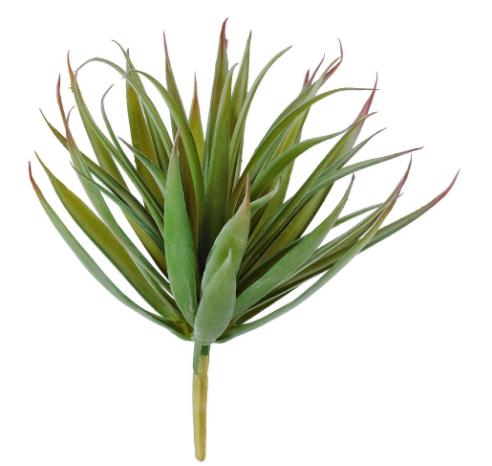 Суккулент Трава Пик зеленая с бордовыми кончиками