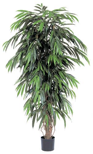 Лонгифолия лиана де люкс 