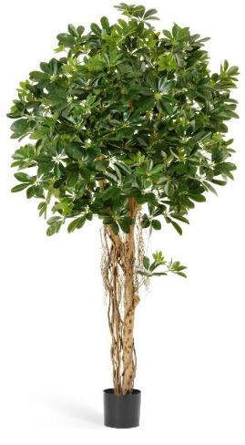 Шеффлера зонтичная зеленая 