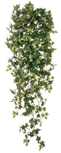 Английский плющ Новый