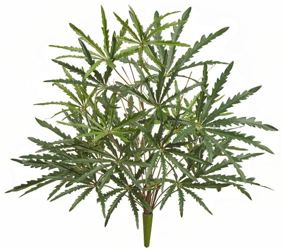 Аралия зелёная куст 20.1027N