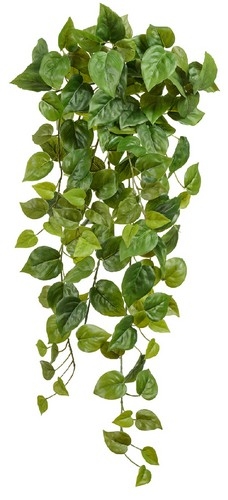 Филодендрон Сканденс ампельный средний