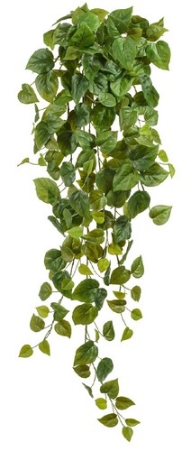 Филодендрон Сканденс ампельный большой 