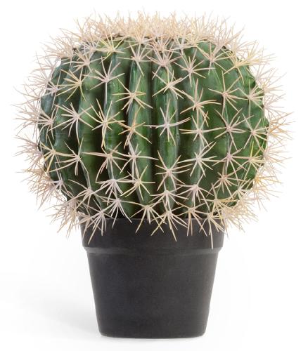 Кактус Баррель