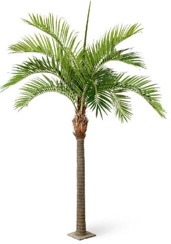 Гигантская финиковая пальма