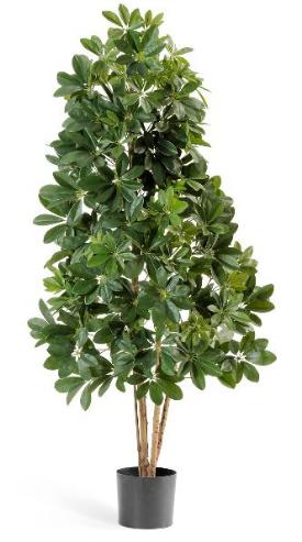 Шеффлера натуральная зеленая 