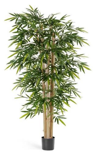 Бамбук Новый гигантский