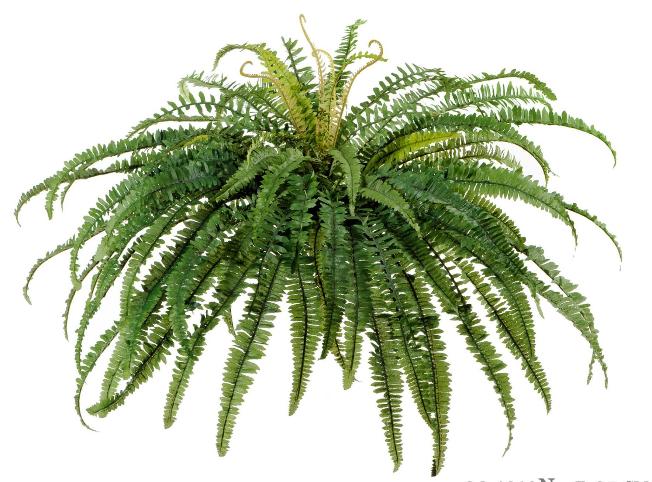 Папоротник лесной