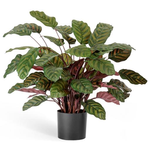 Калатея крупнолистная зелено-бордовая в горшке