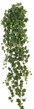 Английский плющ Биг Олд Тэмпл крупнолистный зеленый