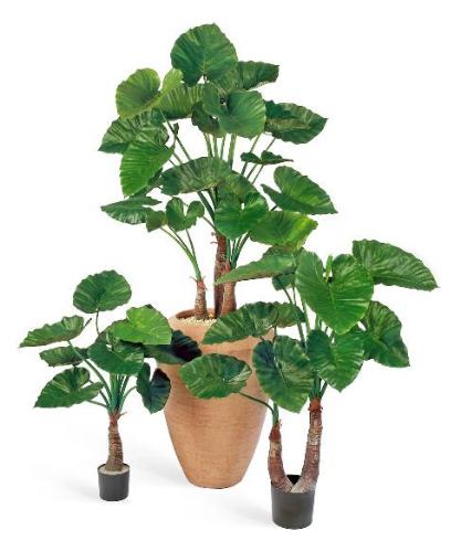 Алоказия Калидора