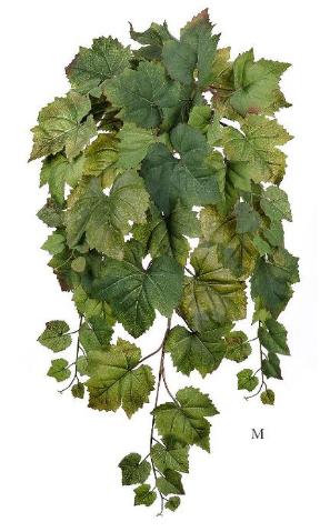 Виноградный куст ампельный натуральный