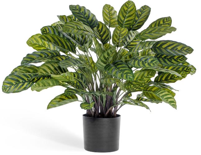 Калатея крупнолистная в горшке