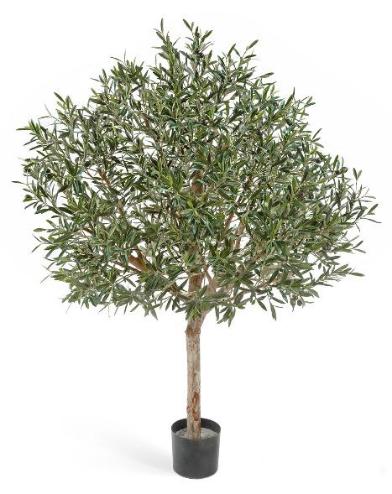 Олива натуральная топиари с плодами 