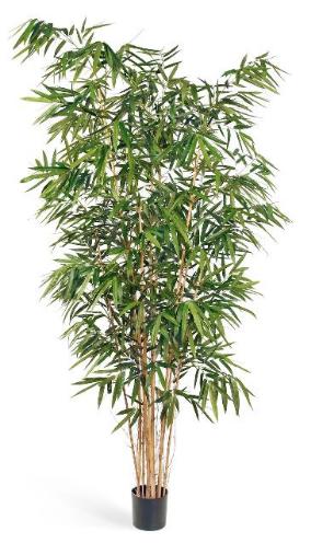 Бамбук Новый Биг Лиф