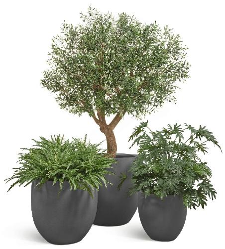 Сет № 8 - Композиция с Оливковым деревом  в кашпо Treez Effectory Beton окргулый конус тёмно-серый 70.24-1008-GR