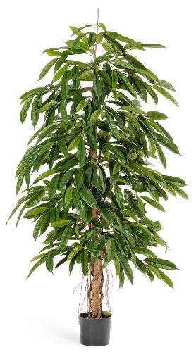 Лонгифолия широколистная 