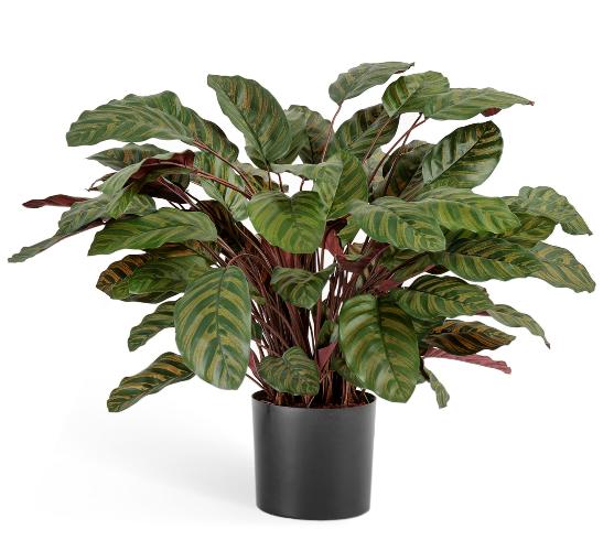 Калатея крупнолистная зелено-бордовая в горшке