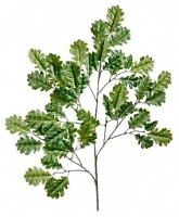 Ветки деревьев